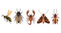 Various Insect and Arachnid Illustrations Isolated on White Background Royalty Free Stock Photo