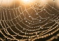 The image displays a spider web adorned with droplets of dew. The Royalty Free Stock Photo
