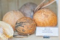 Image displays three coconuts of varying sizes, a piece of sea coral, and a partially visible label on a table The Royalty Free Stock Photo