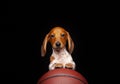 Image of dog basketball dark background