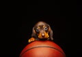 Image of dog basketball dark background