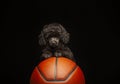 Image of dog basketball dark background