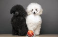 Image of dog basketball table Royalty Free Stock Photo