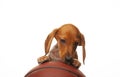 Image of dog basketball white background