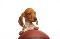 Image of dog basketball white background