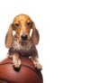 Image of dog basketball white background