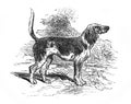 Image of a dog Beagle in the old book The Encyclopaedia Britannica, vol. 7, by C. Blake, 1877, Edinburgh