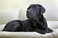 Image dog breed black labrador