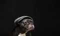 Image of dog cap dark background