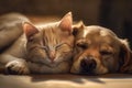 Image of the dog and the cat sleep together. pet. Animals. illustration. Generative AI Royalty Free Stock Photo