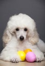 Image of dog chicken egg Royalty Free Stock Photo