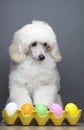 Image of dog chicken egg Royalty Free Stock Photo