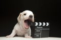 Image of dog clapper board dark background Royalty Free Stock Photo