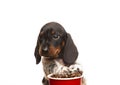 Image of dog coffee cup white background Royalty Free Stock Photo