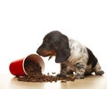 Image of dog coffee cup white background Royalty Free Stock Photo