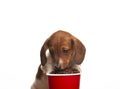 Image of dog coffee cup white background Royalty Free Stock Photo