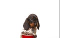 Image of dog coffee cup white background Royalty Free Stock Photo