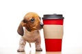 Image of dog cup white background Royalty Free Stock Photo