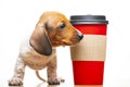 Image of dog cup white background Royalty Free Stock Photo