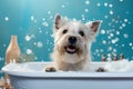 Dog Doggie Spa Day with Bubble Baths, dog care routine, luxury dog life Royalty Free Stock Photo