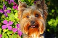 Image of dog flower background Royalty Free Stock Photo