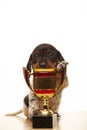 Image of dog gold cup white background Royalty Free Stock Photo
