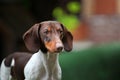 Image of dog grass background Royalty Free Stock Photo