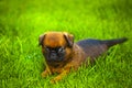 Image of dog grass background Royalty Free Stock Photo