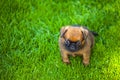 Image of dog grass background Royalty Free Stock Photo