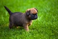 Image of dog grass background Royalty Free Stock Photo