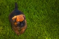 Image of dog grass background Royalty Free Stock Photo