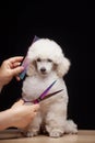 Image of dog hand scissors hairbrush dark background