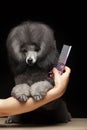 Image of dog hand scissors hairbrush dark background