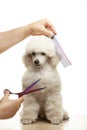 Image of dog hand scissors hairbrush white background