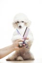 Image of dog hand scissors hairbrush white background