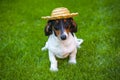 Image of dog hat grass background Royalty Free Stock Photo