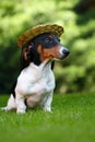Image of dog hat grass background Royalty Free Stock Photo