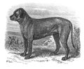 Image of a dog Mastiff in the old book The Encyclopaedia Britannica, vol. 7, by C. Blake, 1877, Edinburgh
