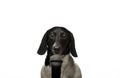 Image of dog microphone white background