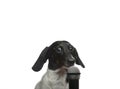 Image of dog microphone white background