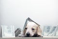 Image of dog money white background Royalty Free Stock Photo