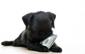 Image of dog money white background Royalty Free Stock Photo