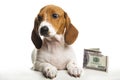 Image of dog money white background Royalty Free Stock Photo