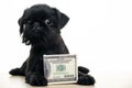 Image of dog money white background Royalty Free Stock Photo