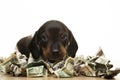 Image of dog money white background Royalty Free Stock Photo