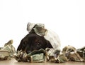Image of dog money white background Royalty Free Stock Photo