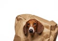 Image of dog paper bag white background Royalty Free Stock Photo