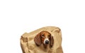 Image of dog paper bag white background Royalty Free Stock Photo