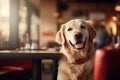 Dog at Pet Friendly Restaurant, dog care routine, luxury dog life