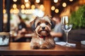 Dog at Pet Friendly Restaurant, dog care routine, luxury dog life